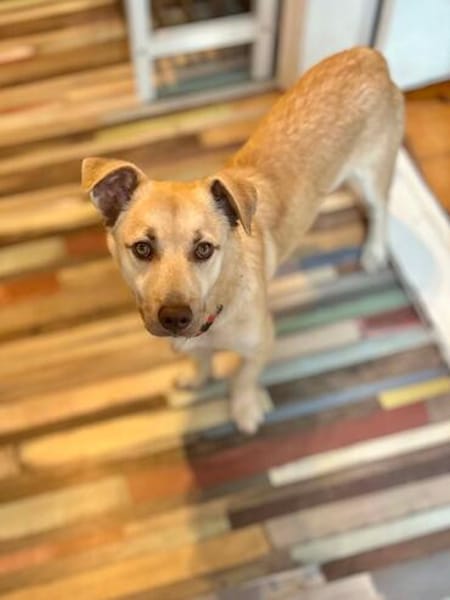 Joey  kleiner Familienhund mit großem Lernwillen