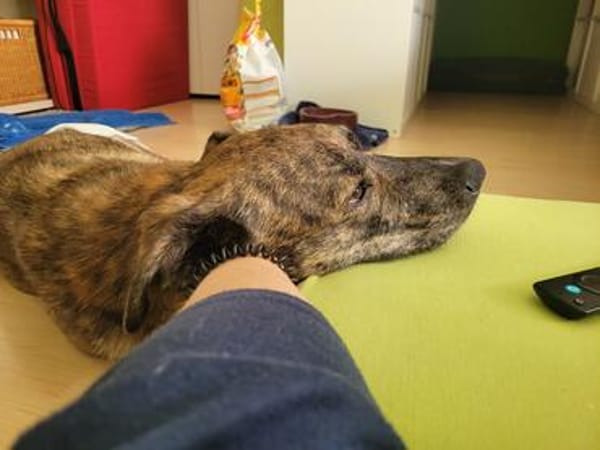 Nikita sucht ihren Platz auf dem Sofa
