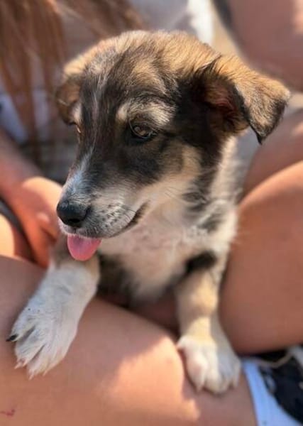 Fridolin  Kleiner Entdecker sucht seine Familie ❤