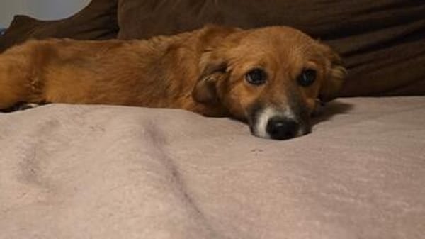 Luna sucht ihre Familie