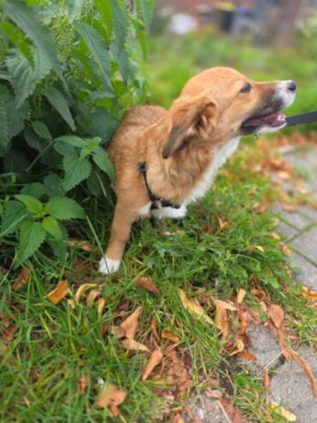 Luna sucht ihre Familie