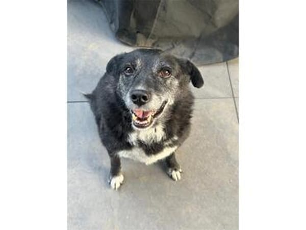 Lisann - Gnadenplatz oder Zuhause gesucht!