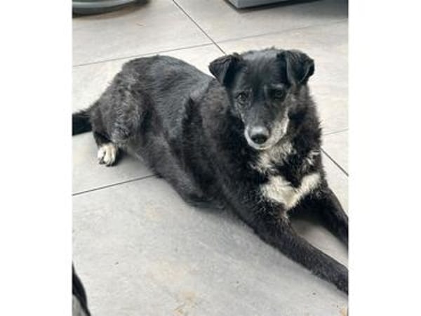 Lisann - Gnadenplatz oder Zuhause gesucht!