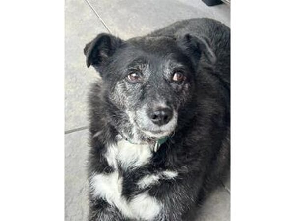 Lisann - Gnadenplatz oder Zuhause gesucht!