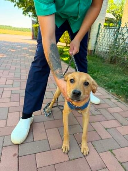 Filou sucht seine Menschen fürs Leben