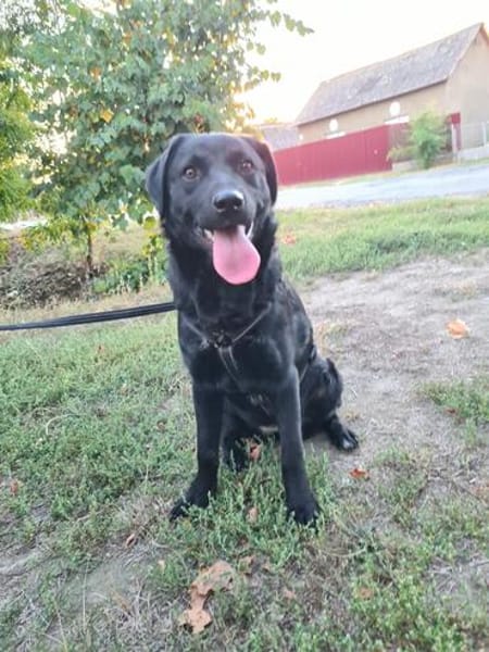 Naomi , Labi mix, sucht ihre Familie!