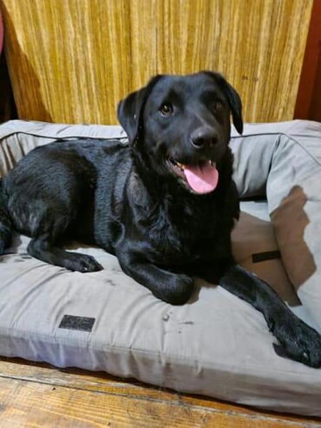 Naomi , Labi mix, sucht ihre Familie!