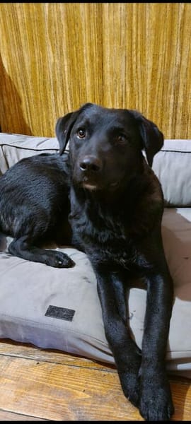 Naomi , Labi mix, sucht ihre Familie!