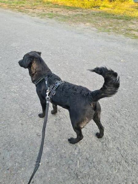 Naomi , Labi mix, sucht ihre Familie!