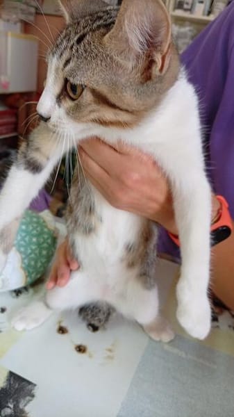 Süße Katzengeschwister Malu und Merlin