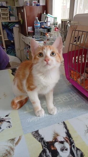 Süße Katzengeschwister Malu und Merlin