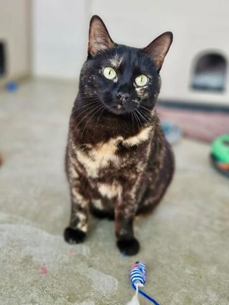 Menschenbezogene Katze Candy