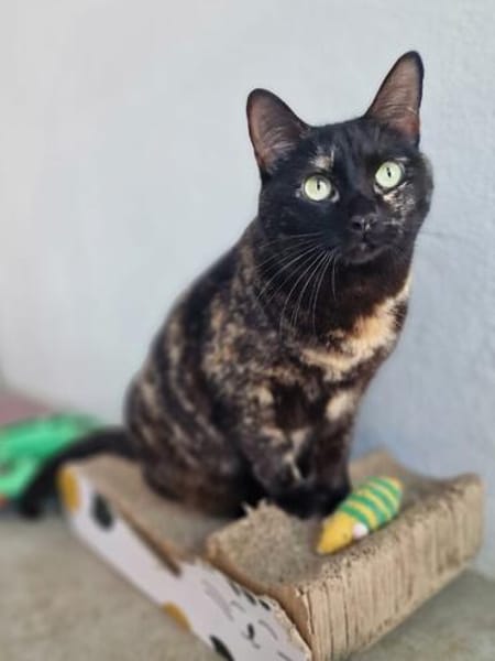 Menschenbezogene Katze Candy