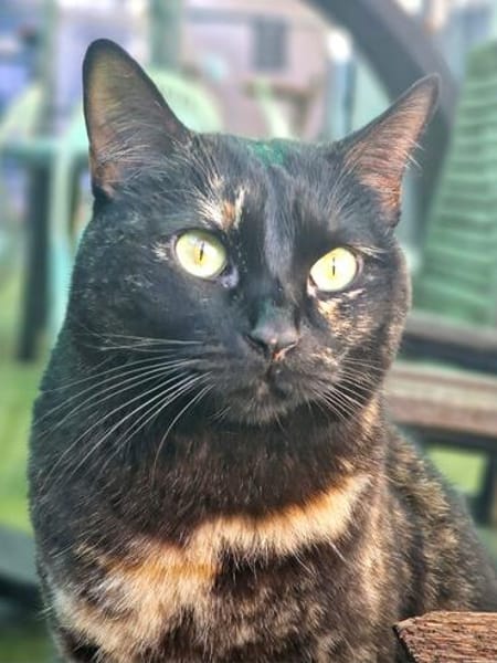 Menschenbezogene Katze Candy