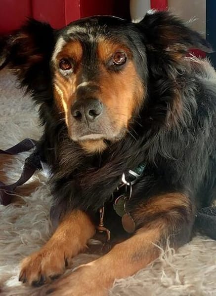 Lucky von kettenlos
