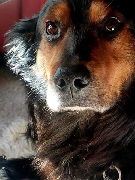 Lucky von kettenlos