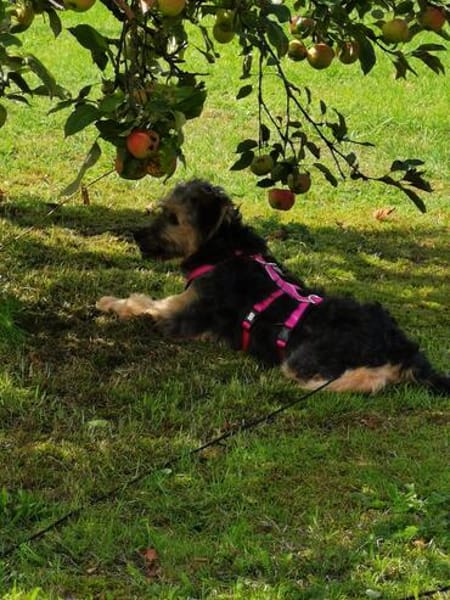 🐾 Honey sucht ihr Zuhause für immer ❤