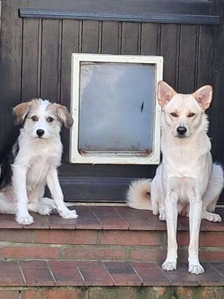 ALICE - sucht ihr Zuhause für immer!