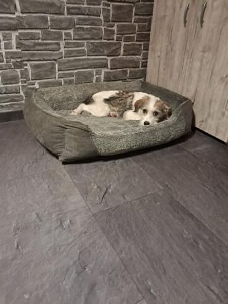 ALICE - sucht ihr Zuhause für immer!