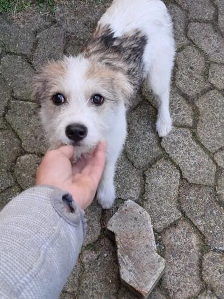 ALICE - sucht ihr Zuhause für immer!