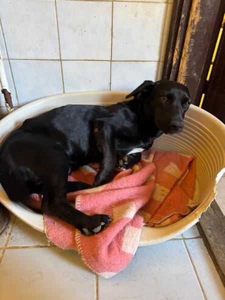 Lili -Kleine Dackel-Mix-Hündin sucht ihr Für-immer-Zuhause
