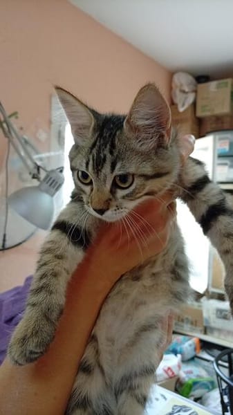 Süße Katzengeschwister Mia und Momo