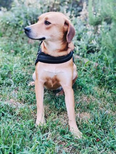Labrador Mix Sahara