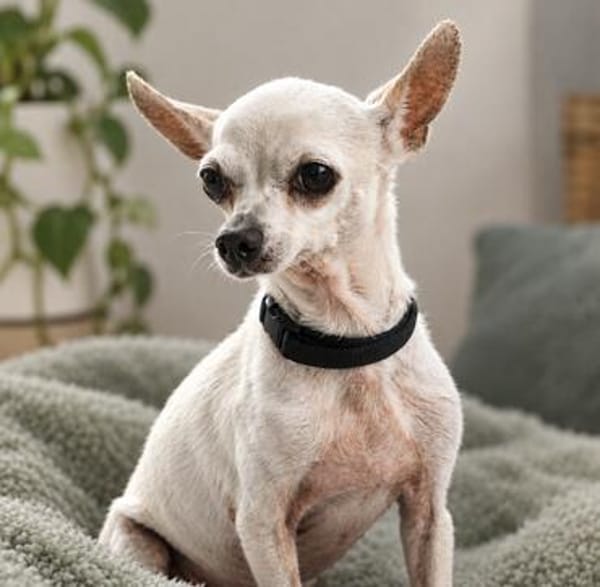 Blanca - Chihuahua Seniorin sucht
