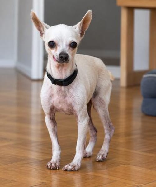 Blanca - Chihuahua Seniorin sucht
