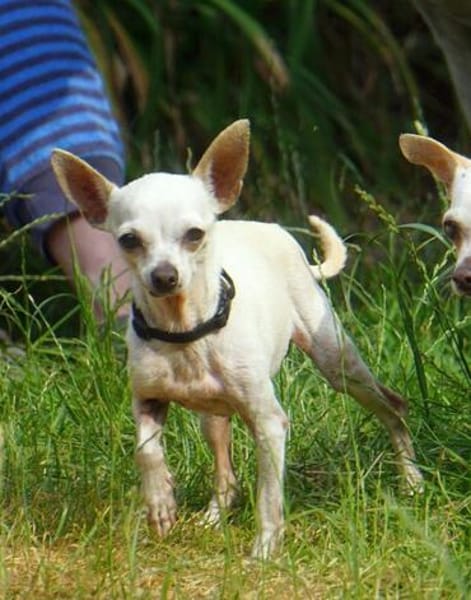 Blanca - Chihuahua Seniorin sucht