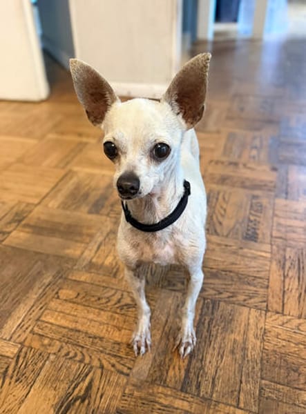 Blanca - Chihuahua Seniorin sucht