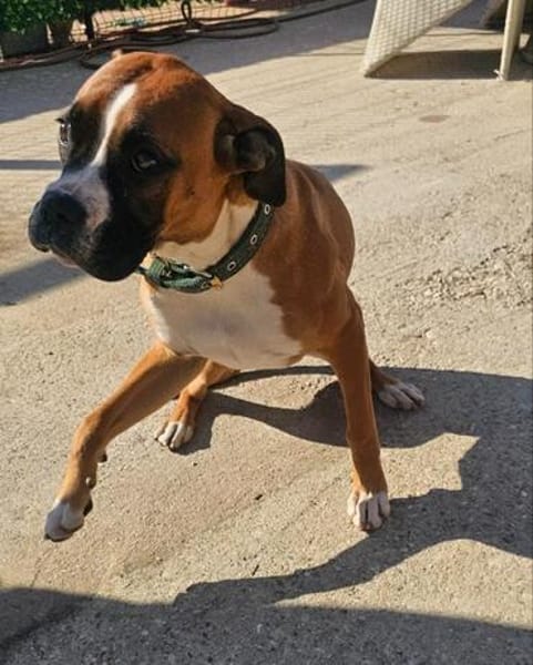 ❤Maggie  Boxer pur, Clown inklusive...