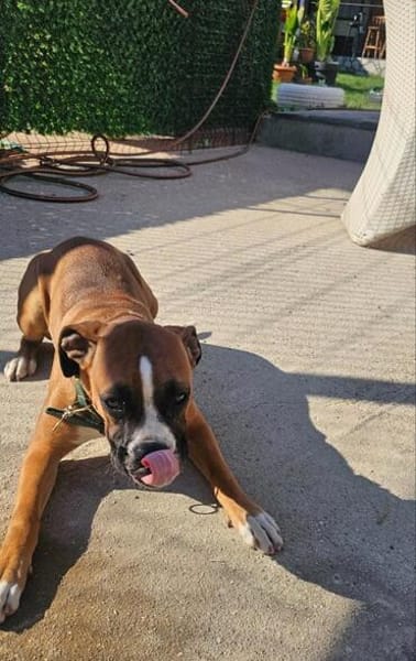 ❤Maggie  Boxer pur, Clown inklusive...