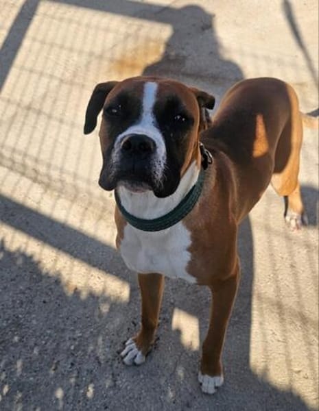 ❤Maggie  Boxer pur, Clown inklusive...