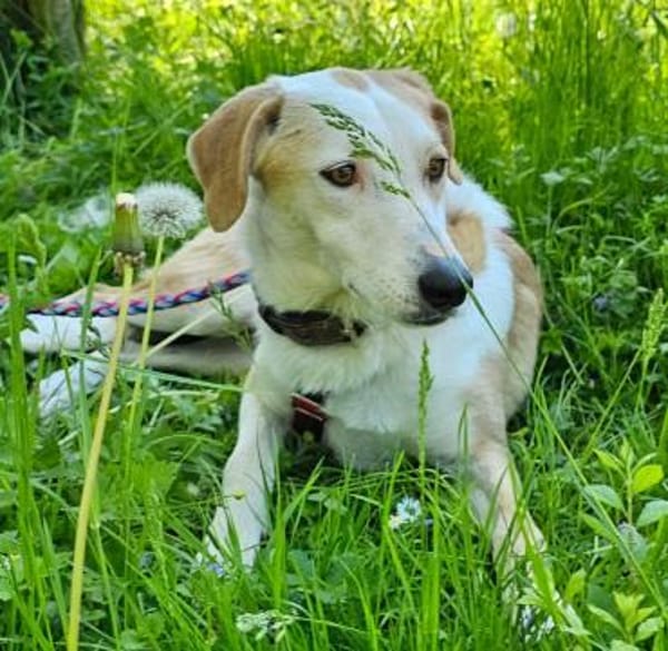 Fabio wartet im Tierheim Sulzbach