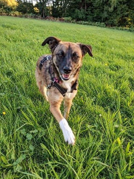 Unser zartes Hundeseelchen Sam sucht ein neues Zuhause