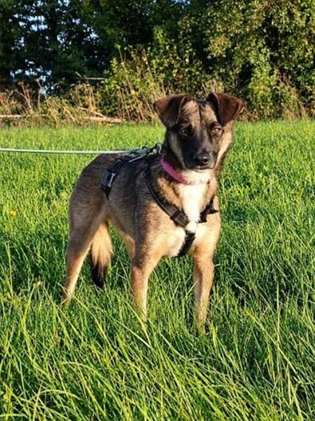 Unser zartes Hundeseelchen Sam sucht ein neues Zuhause