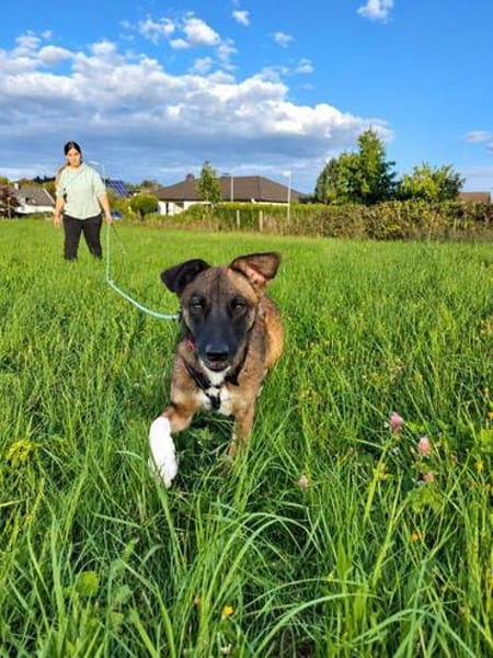 Unser zartes Hundeseelchen Sam sucht ein neues Zuhause
