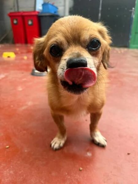 Kleiner Peki-Opa ❤ 🐾  WINNIE sucht ...