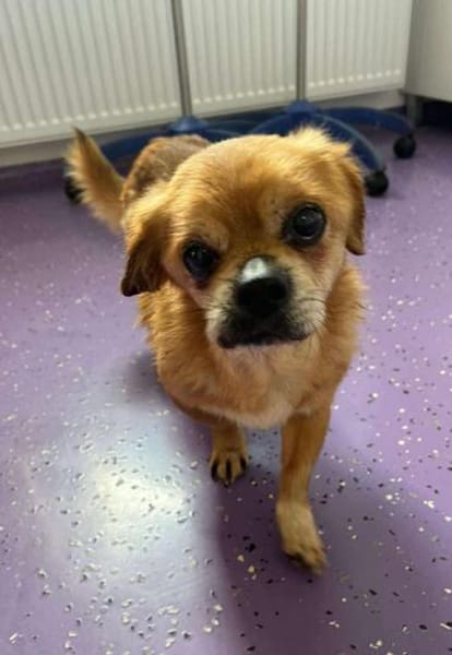 Kleiner Peki-Opa ❤ 🐾  WINNIE sucht ...