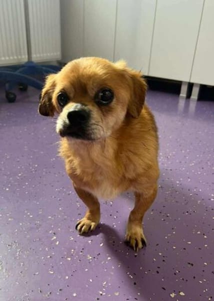 Kleiner Peki-Opa ❤ 🐾  WINNIE sucht ...