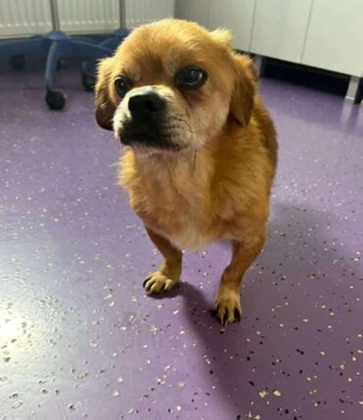 Kleiner Peki-Opa ❤ 🐾  WINNIE sucht ...