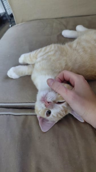 Sjimmie