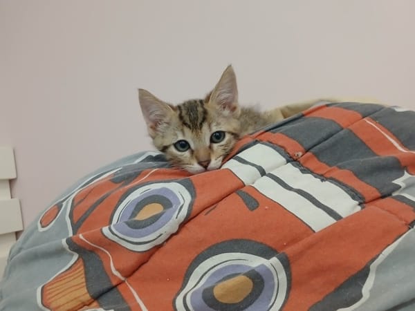 Suzu