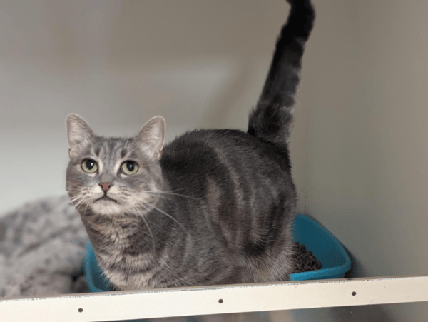 SWEETY A17486