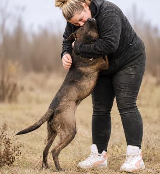 Easy -Toller Rüde auf der Suche nach seinem Perfect Match