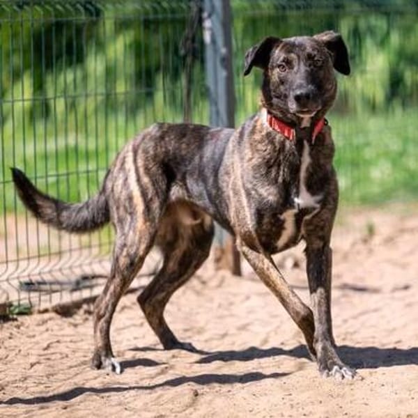 Wunderbarer jung Mischlings Hund Alex