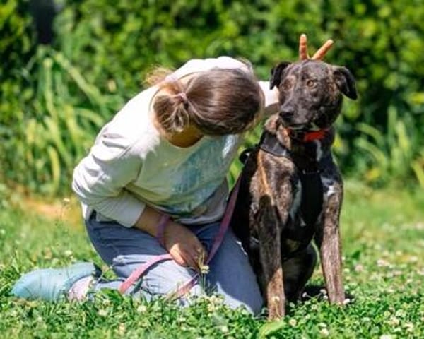 Wunderbarer jung Mischlings Hund Alex