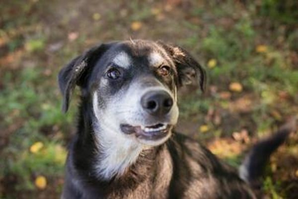 Wunderbarer Junghund Maverick sucht ein Zuhause