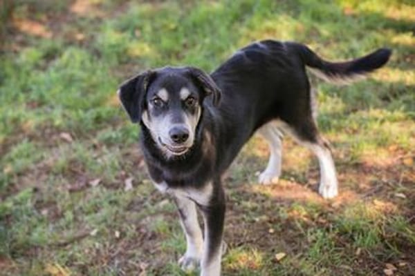 Wunderbarer Junghund Maverick sucht ein Zuhause